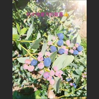 Summer blueberry picker